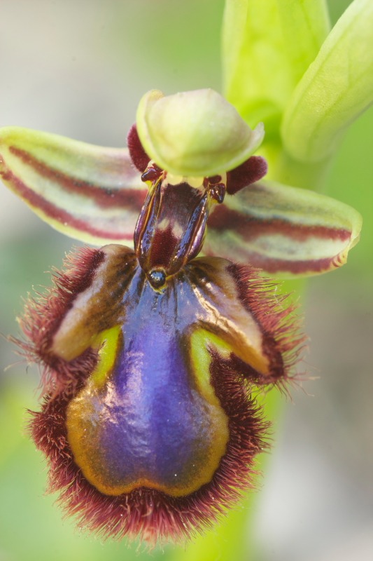 Ophrys speculum snob